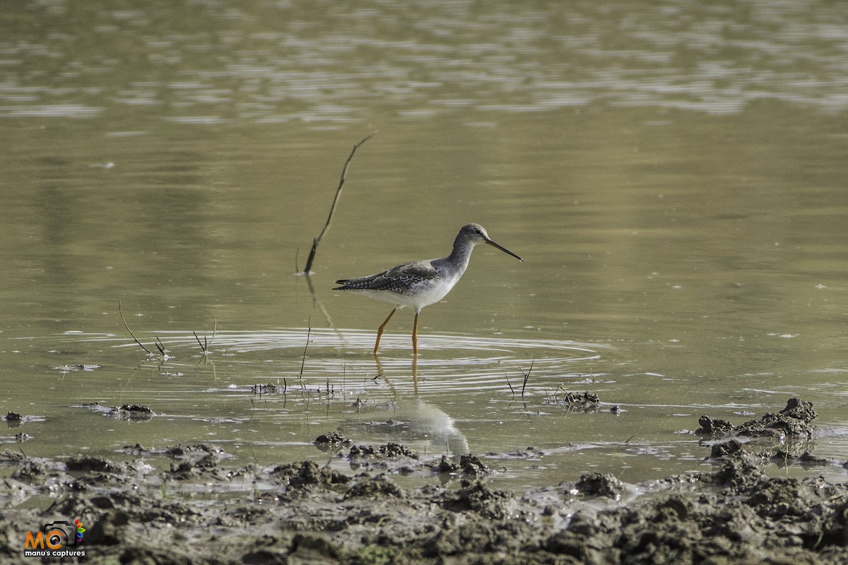 Spotted Redshank - ML83931791