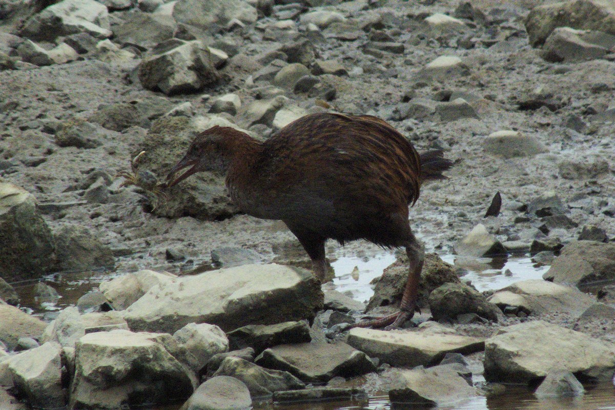 Weka - ML83931971