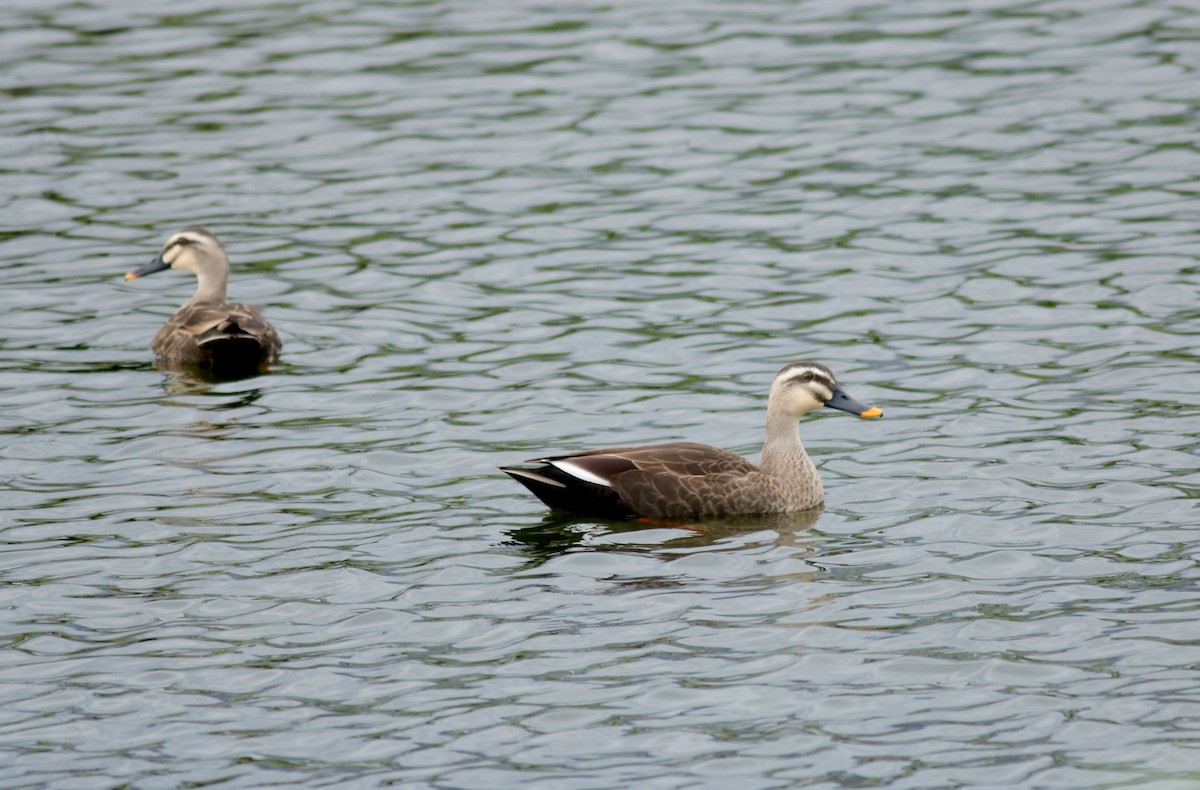 Eastern Spot-billed Duck - ML83933351