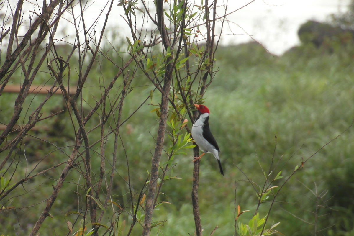 Yellow-billed Cardinal - ML83933471