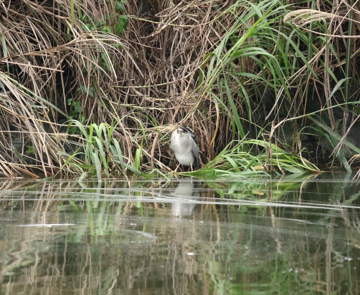 Black-crowned Night Heron - ML83933741