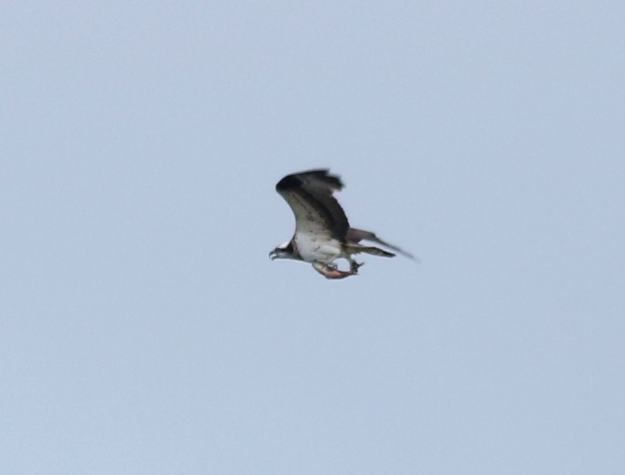 Águila Pescadora - ML83933761