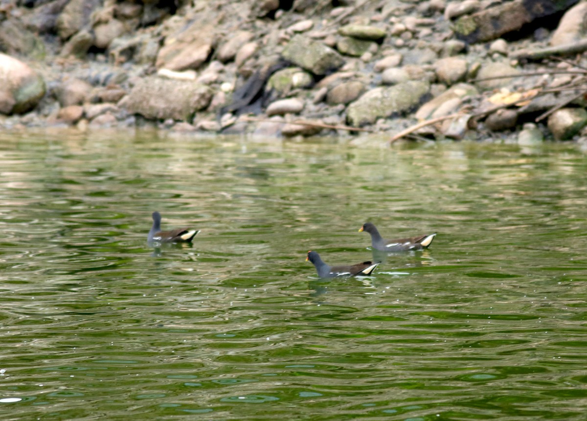 Gallinule poule-d'eau - ML83934121