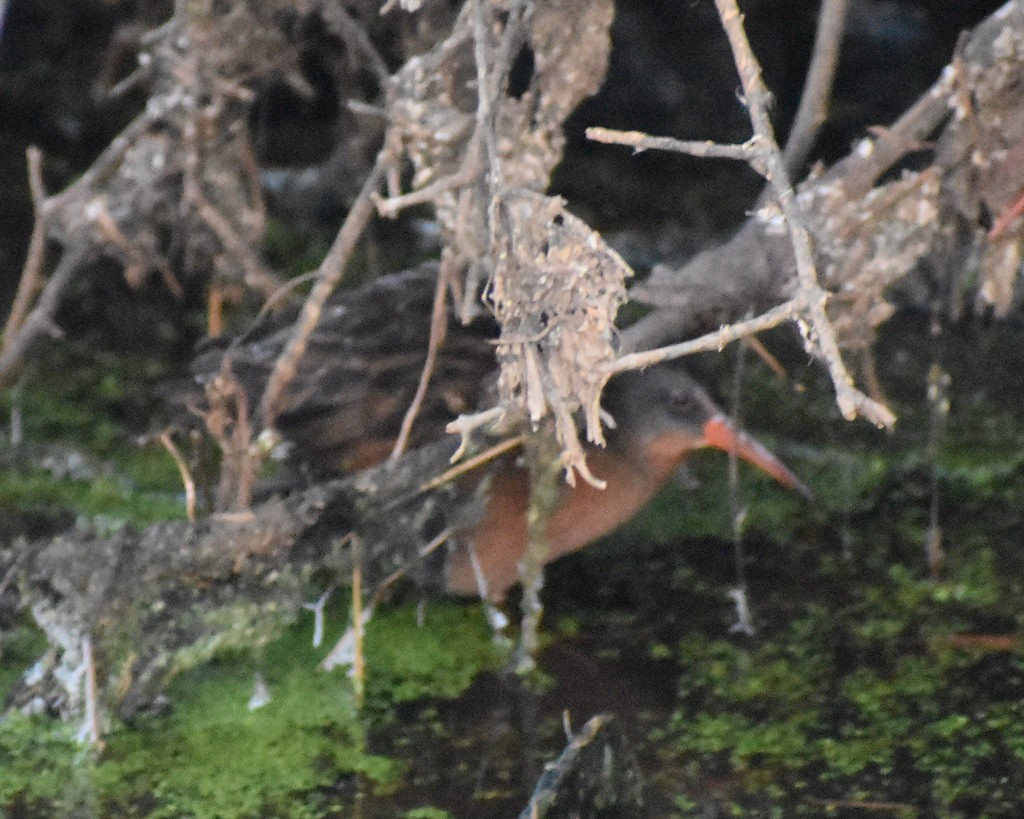 Virginia Rail - ML83936141