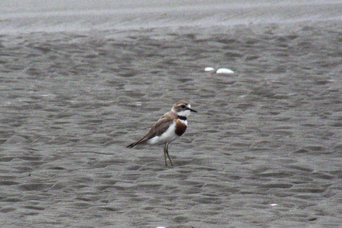 Double-banded Plover - ML83936221