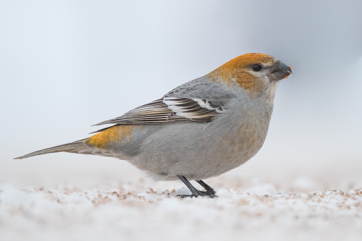 Pine Grosbeak - ML83937401