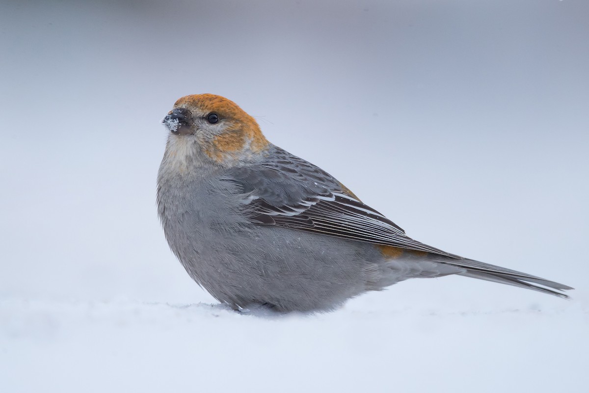 Pine Grosbeak - ML83937431