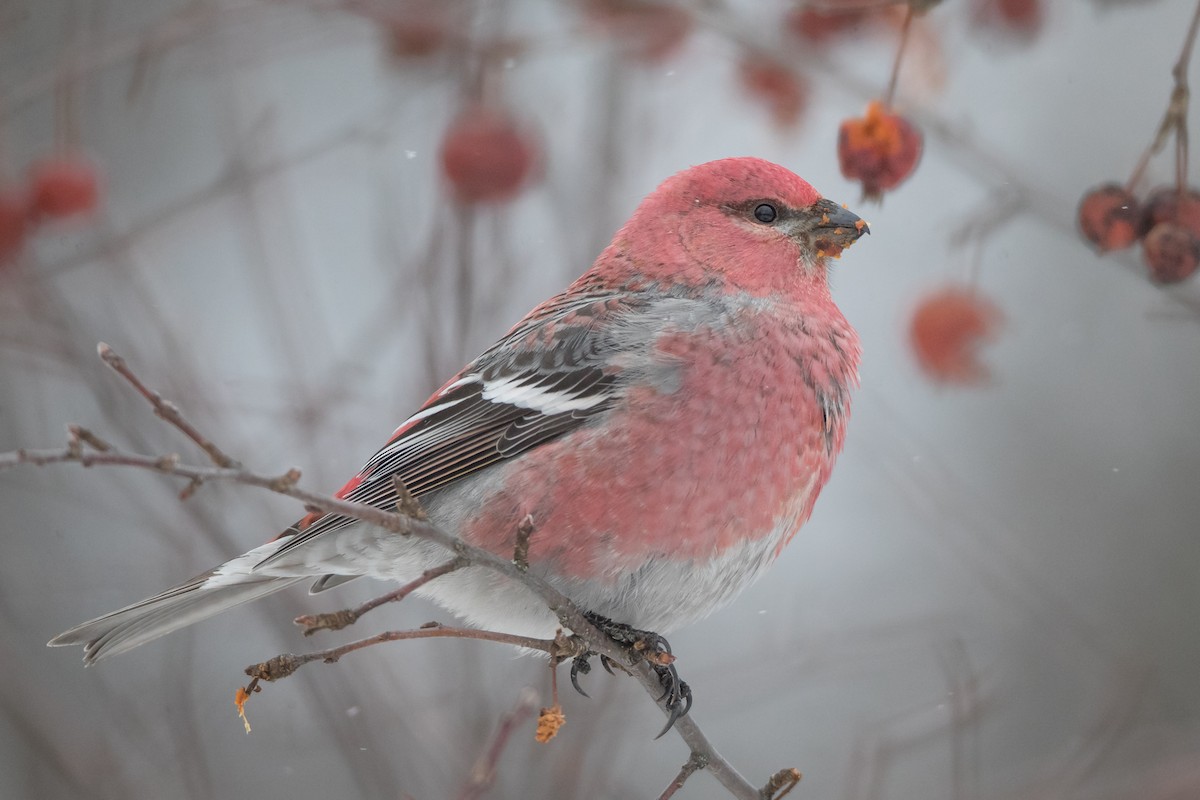 Pine Grosbeak - ML83937441