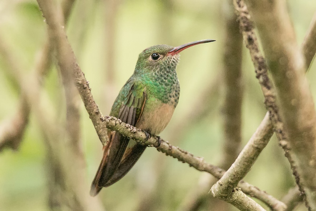 kolibřík yukatanský - ML83939001