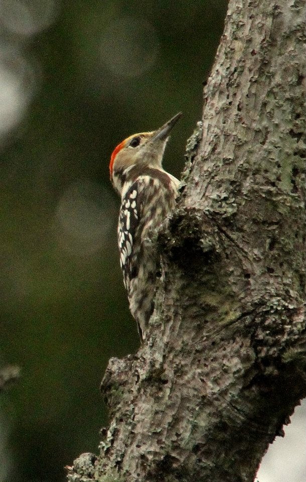 Yellow-crowned Woodpecker - ML83939411