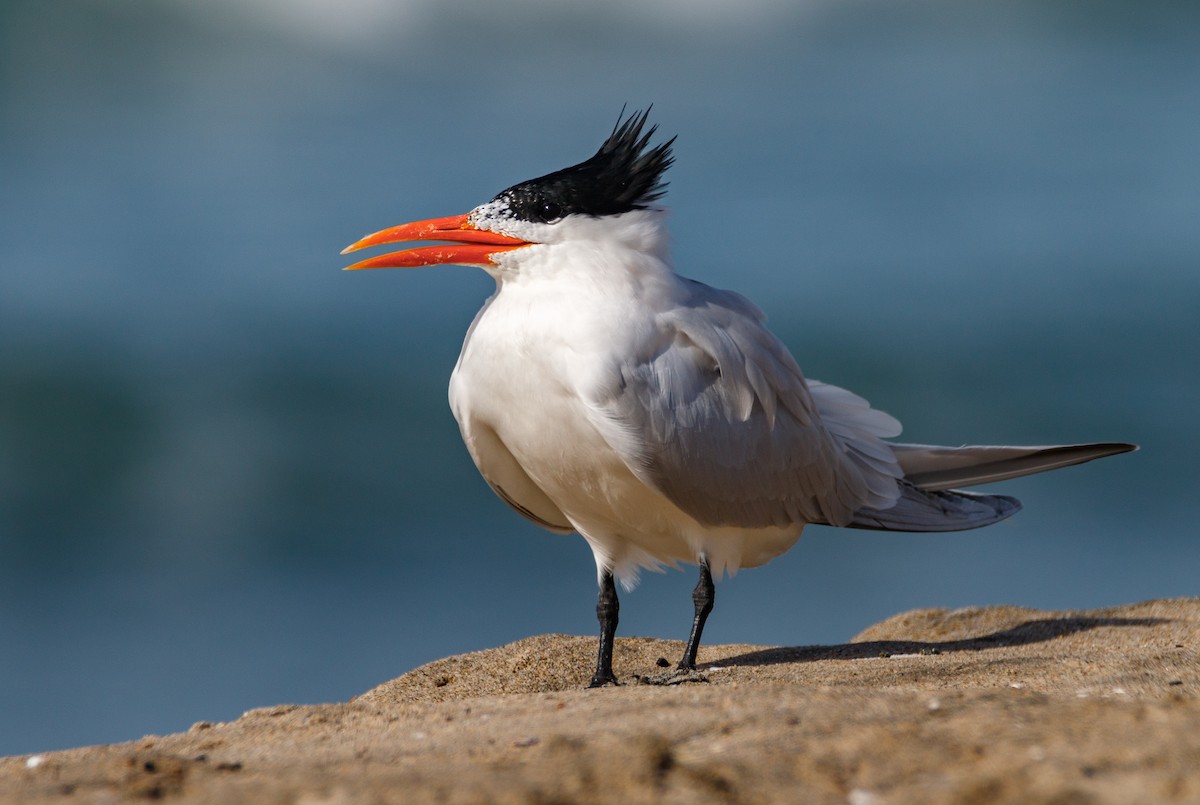 Royal Tern - Chezy Yusuf
