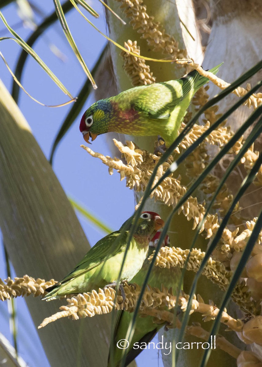 Varied Lorikeet - ML83940471