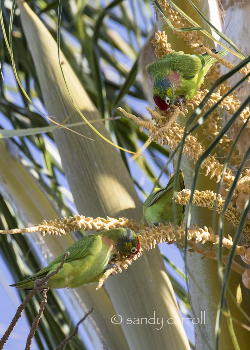 Varied Lorikeet - ML83940481