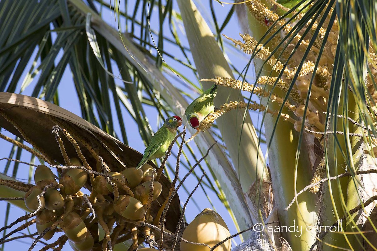 Varied Lorikeet - ML83940491