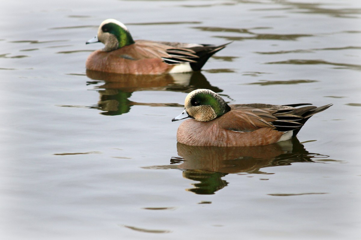 American Wigeon - Kiera Carvalho