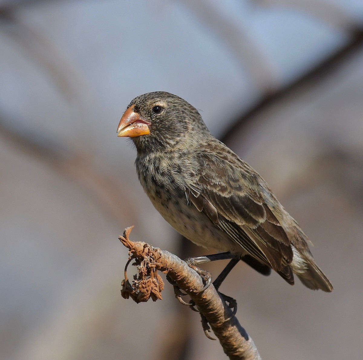 Medium Ground-Finch - Theresa Bucher