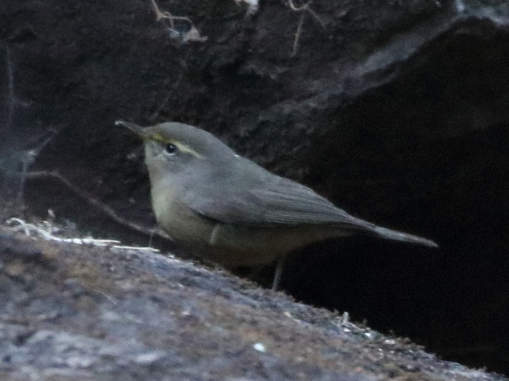 Sulphur-bellied Warbler - ML83941011