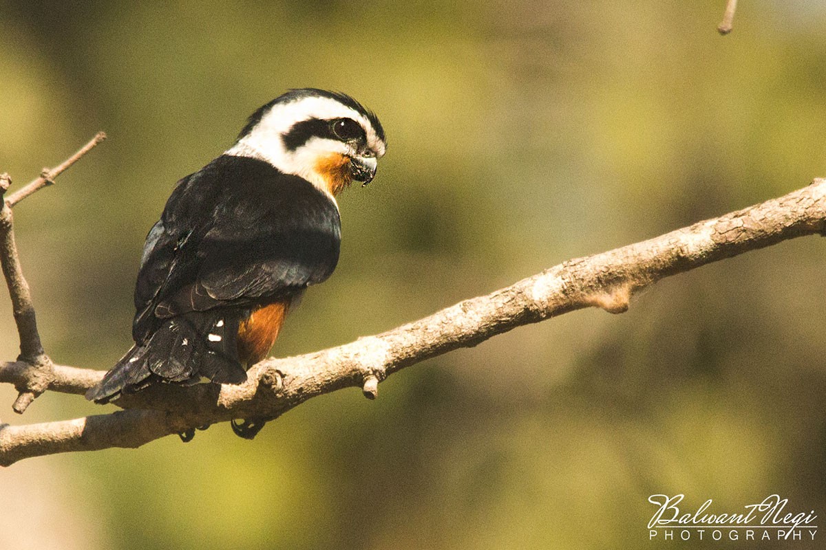 Falconete Acollarado - ML83943081