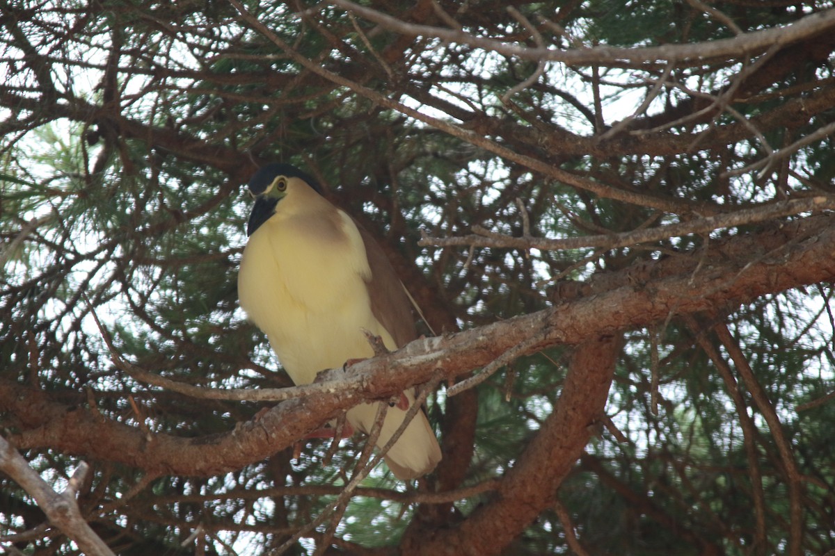 Nankeen Night Heron - ML83944591