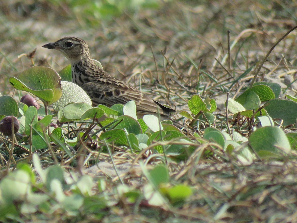 Oriental Skylark - ML83944641