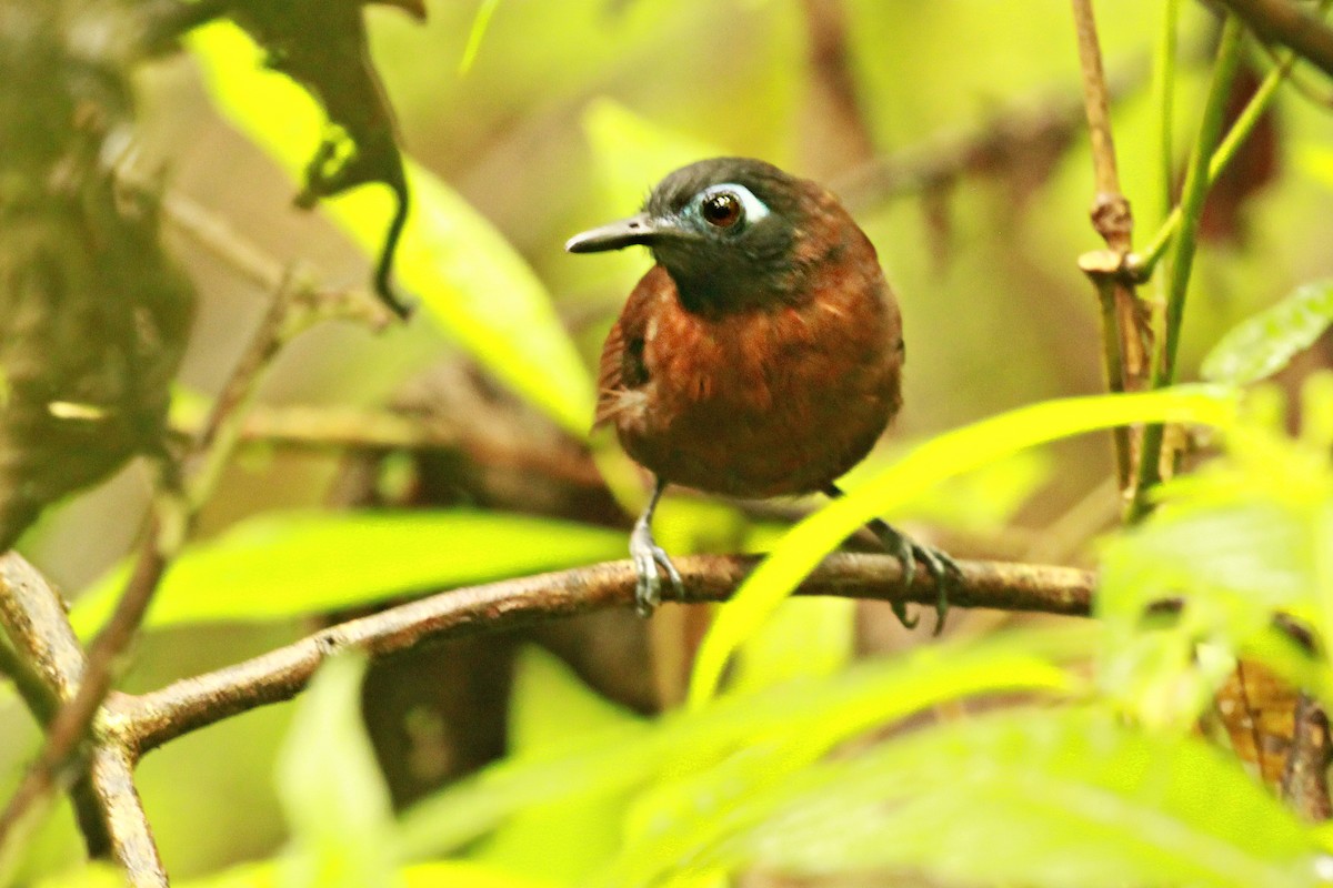 Chestnut-backed Antbird - ML83945011