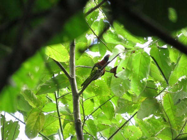 Coconut Lorikeet - ML83945781