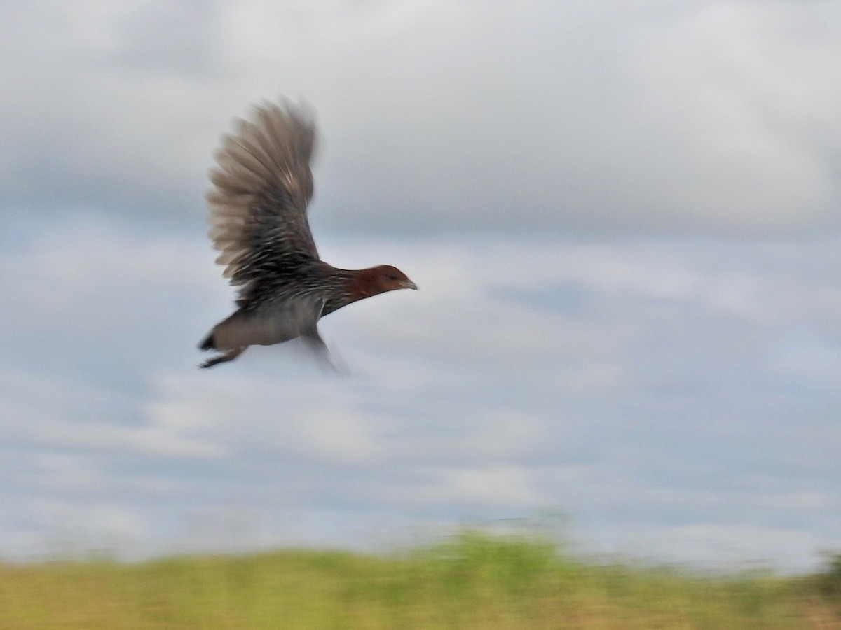 Streaky-breasted Flufftail - Nick Hudson