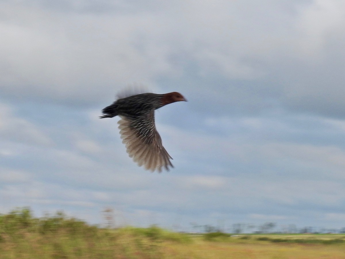 Streaky-breasted Flufftail - Nick Hudson