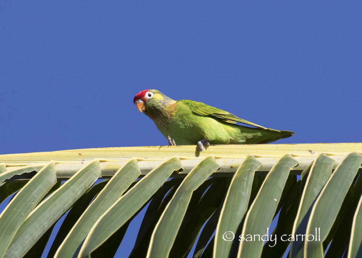 Varied Lorikeet - ML83946541