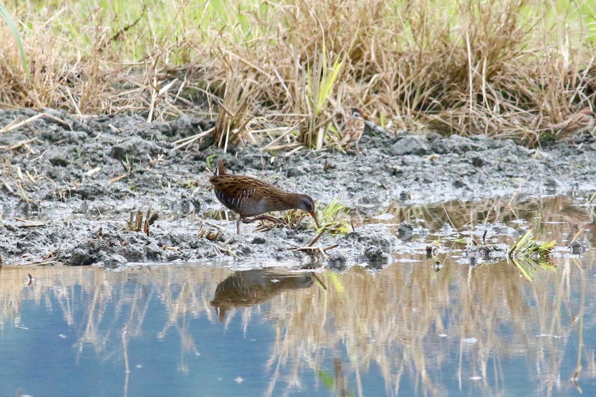 Brown-cheeked Rail - ML83947641