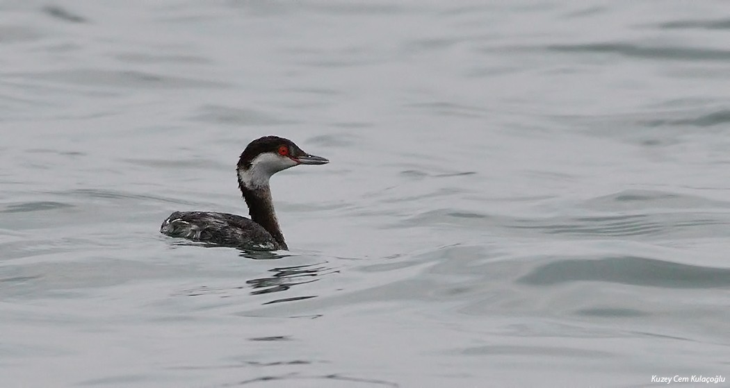 Horned Grebe - ML83948011