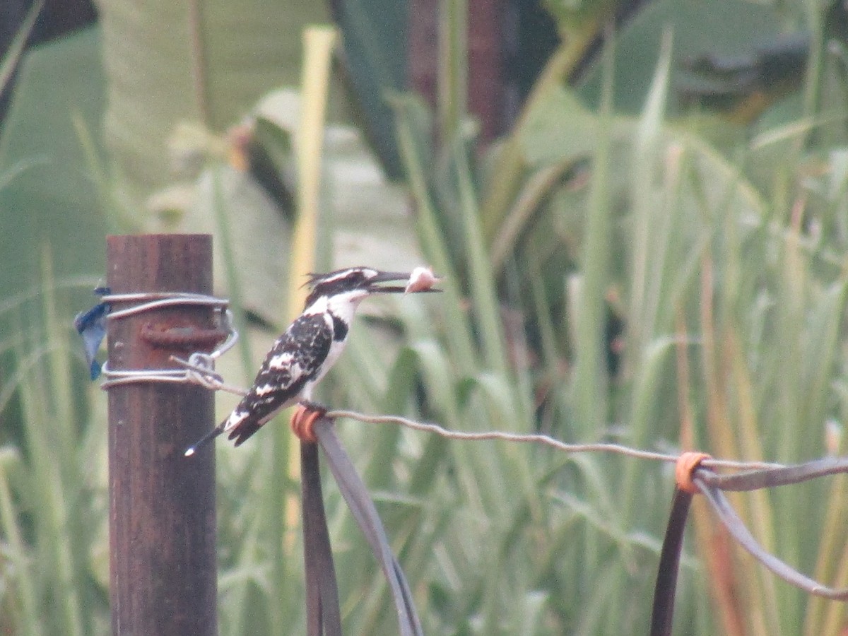 Pied Kingfisher - ML83948551