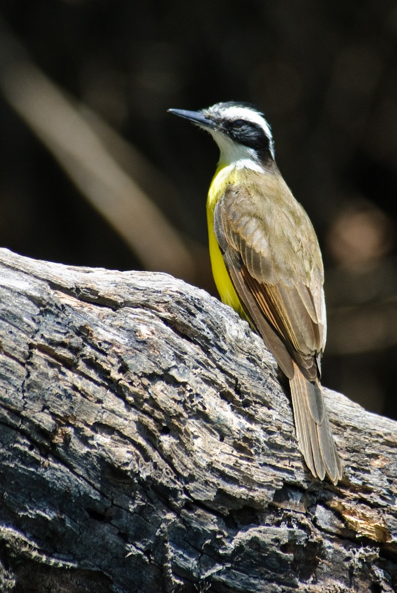 Lesser Kiskadee - Stephen Davies