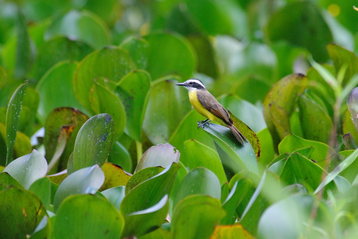 Lesser Kiskadee - Stephen Davies