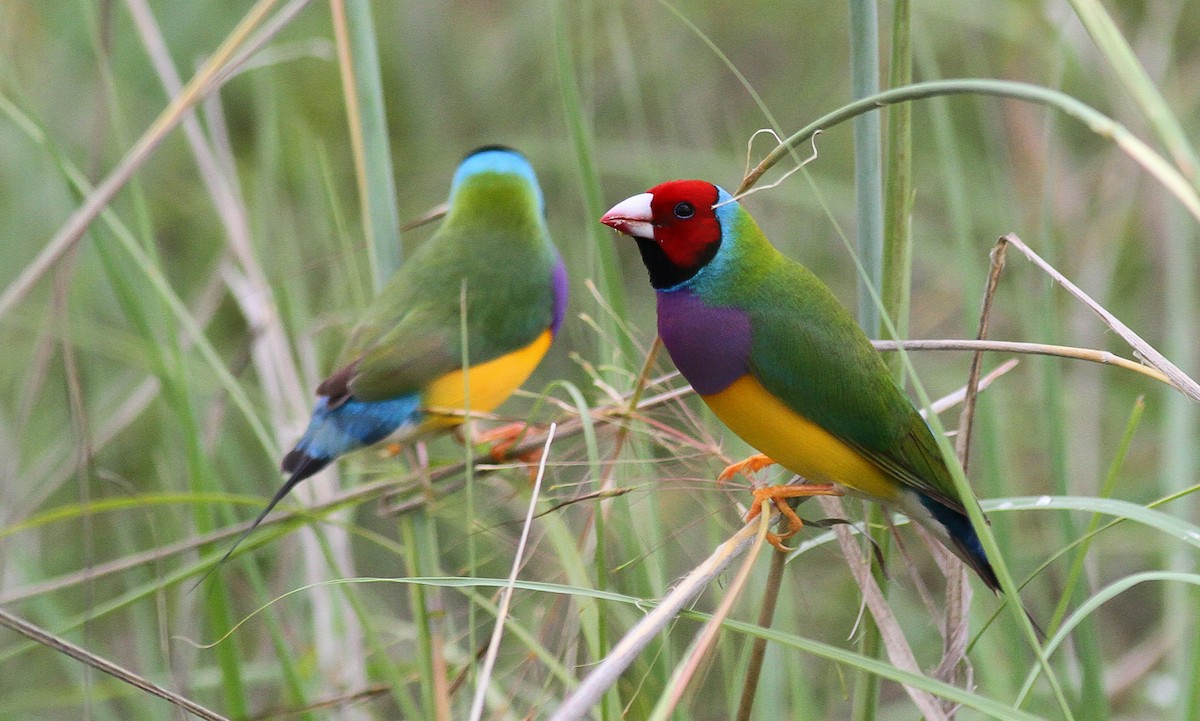 Gouldian Finch - ML83949361