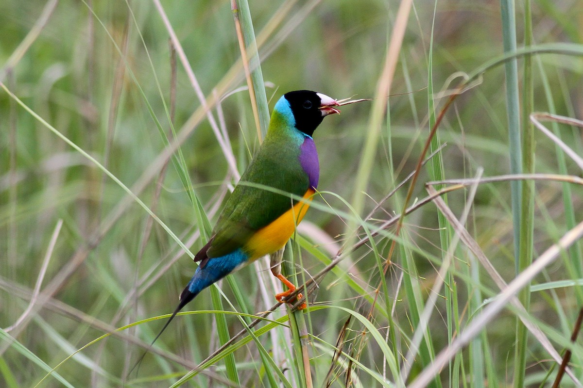 Gouldian Finch - ML83949381