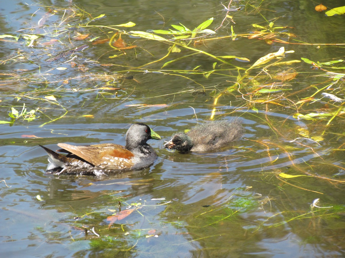 Spot-flanked Gallinule - ML83950861