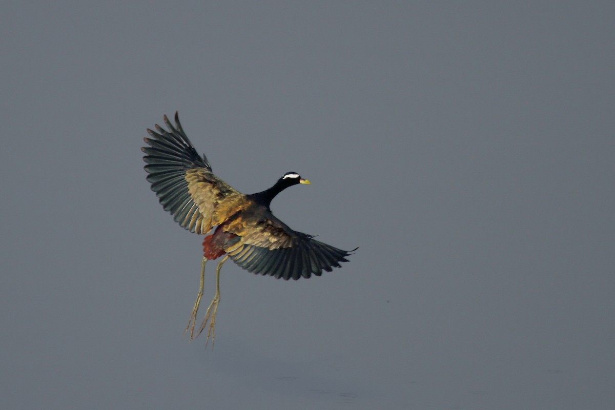 Bronze-winged Jacana - Sanket Mhatre