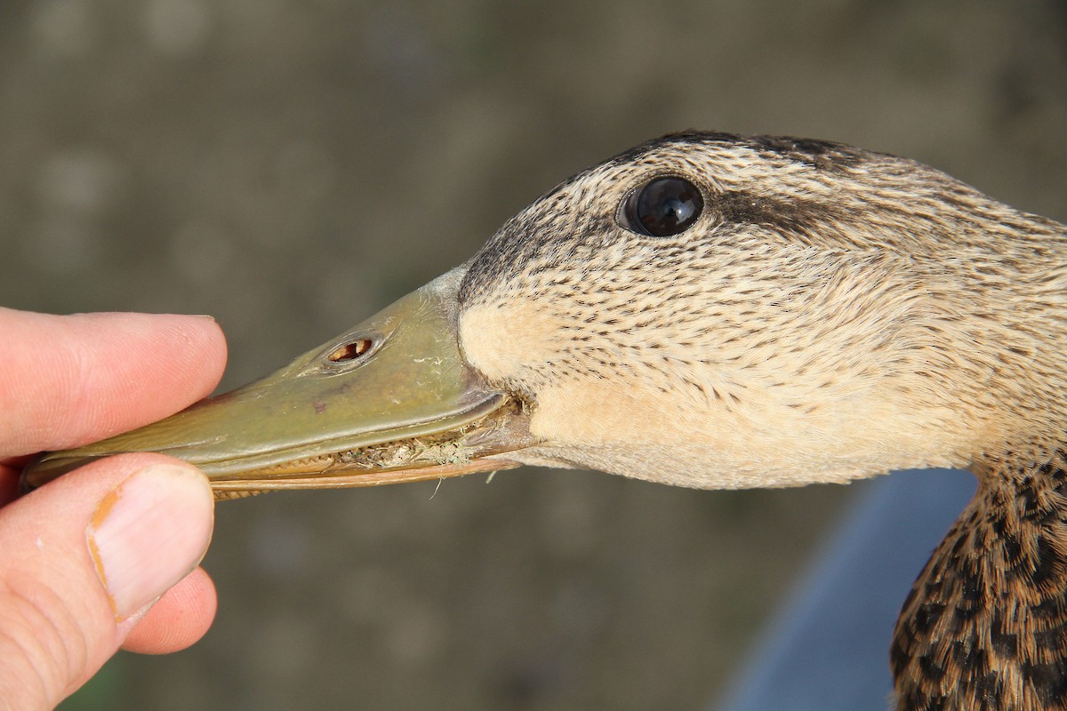 Mottled Duck - ML83954131