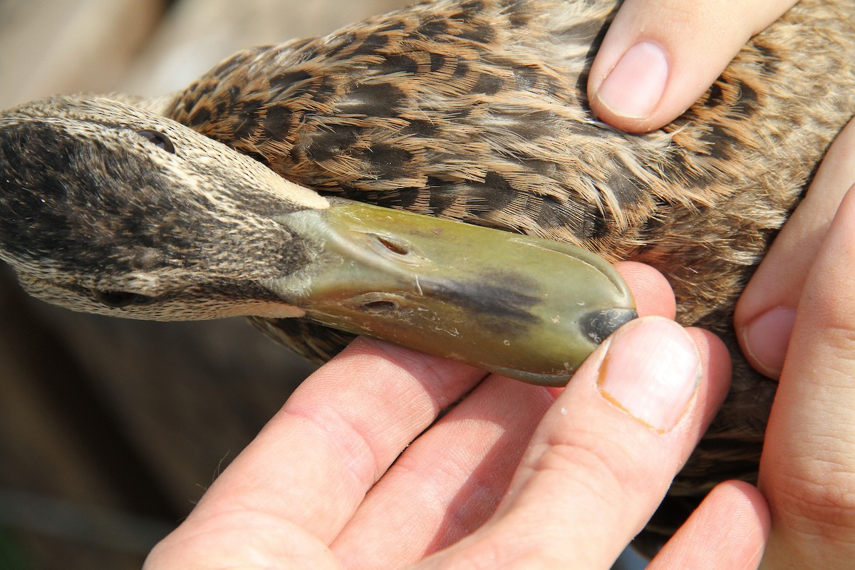 Mottled Duck - ML83954151