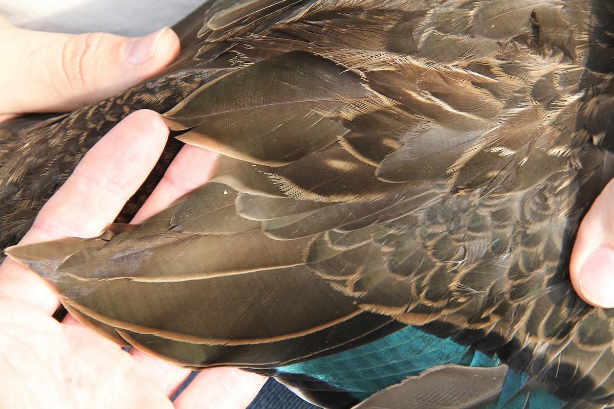 Mottled Duck - ML83954161