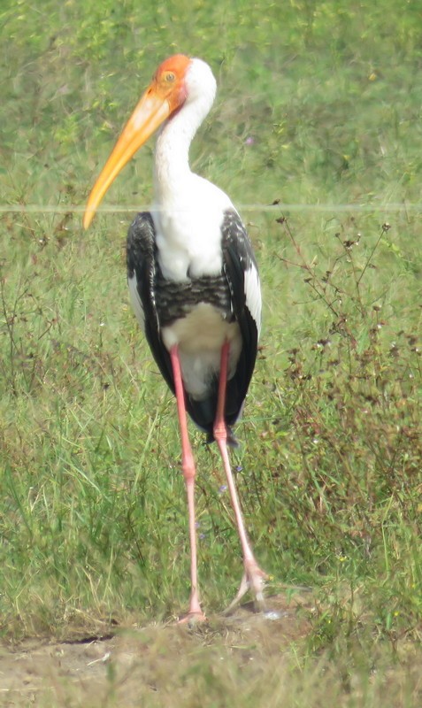 Painted Stork - ML83955361