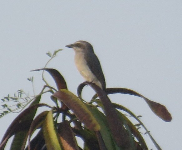 Sri Lanka Woodshrike - ML83955381