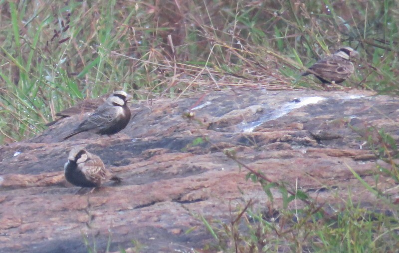 Ashy-crowned Sparrow-Lark - ML83955401