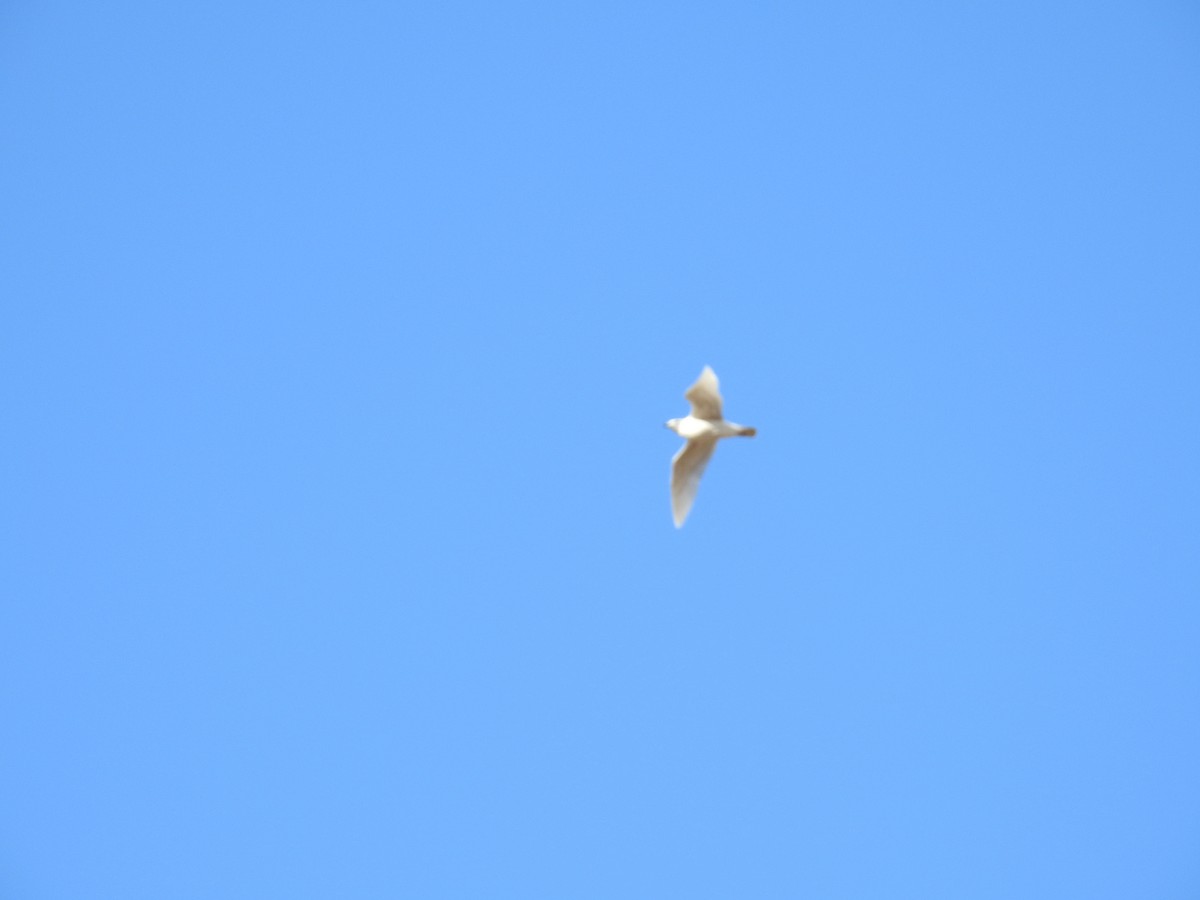 Iceland Gull - ML83955741