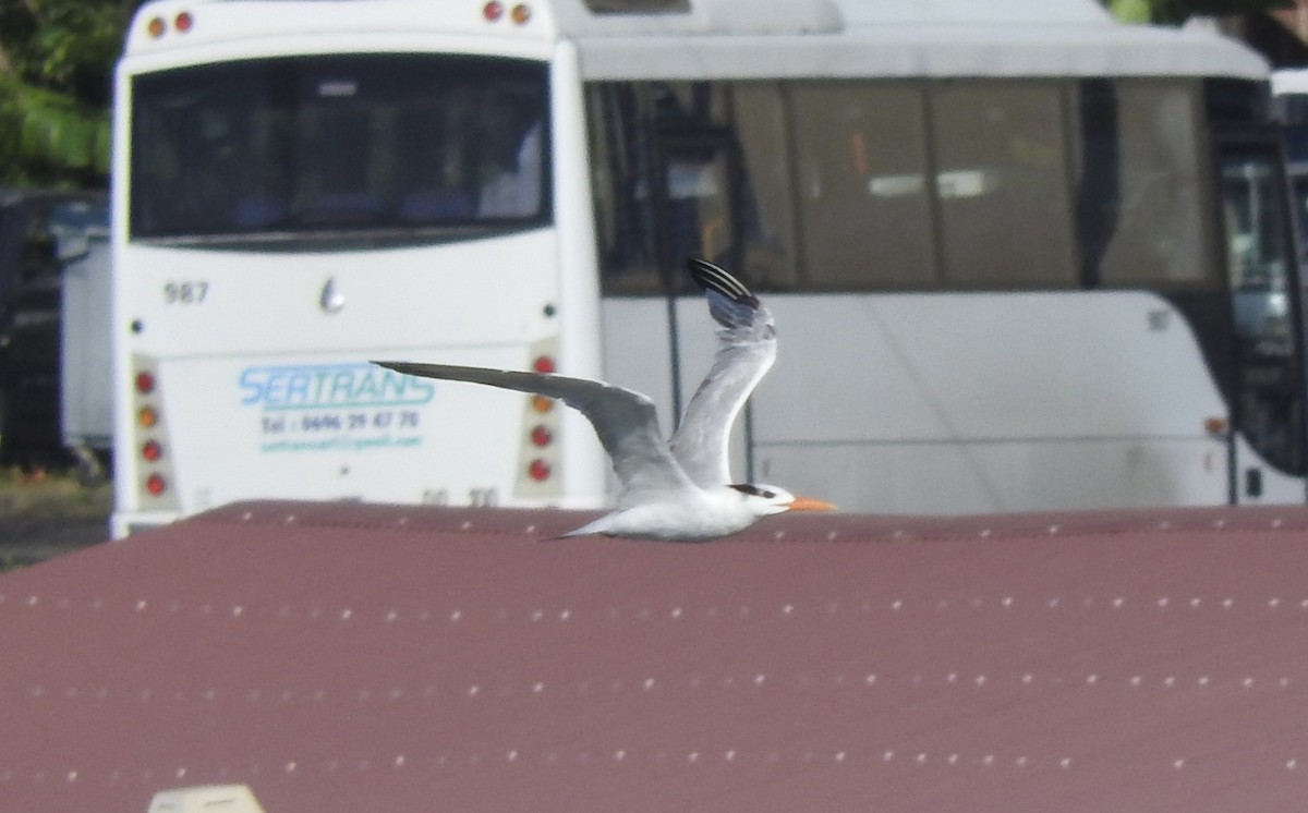 Royal Tern - Noam Markus