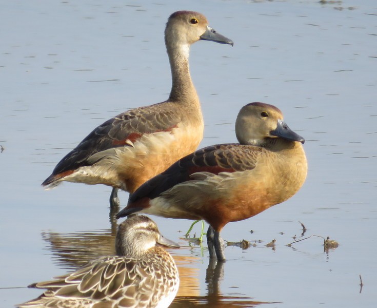 Dendrocygne siffleur - ML83958021