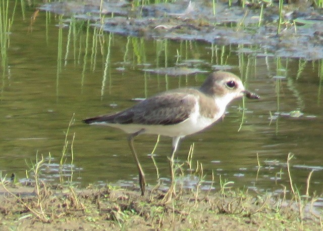 Tibetan Sand-Plover - George and Teresa Baker