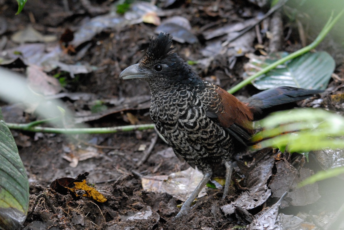 Banded Ground-Cuckoo - ML83958781