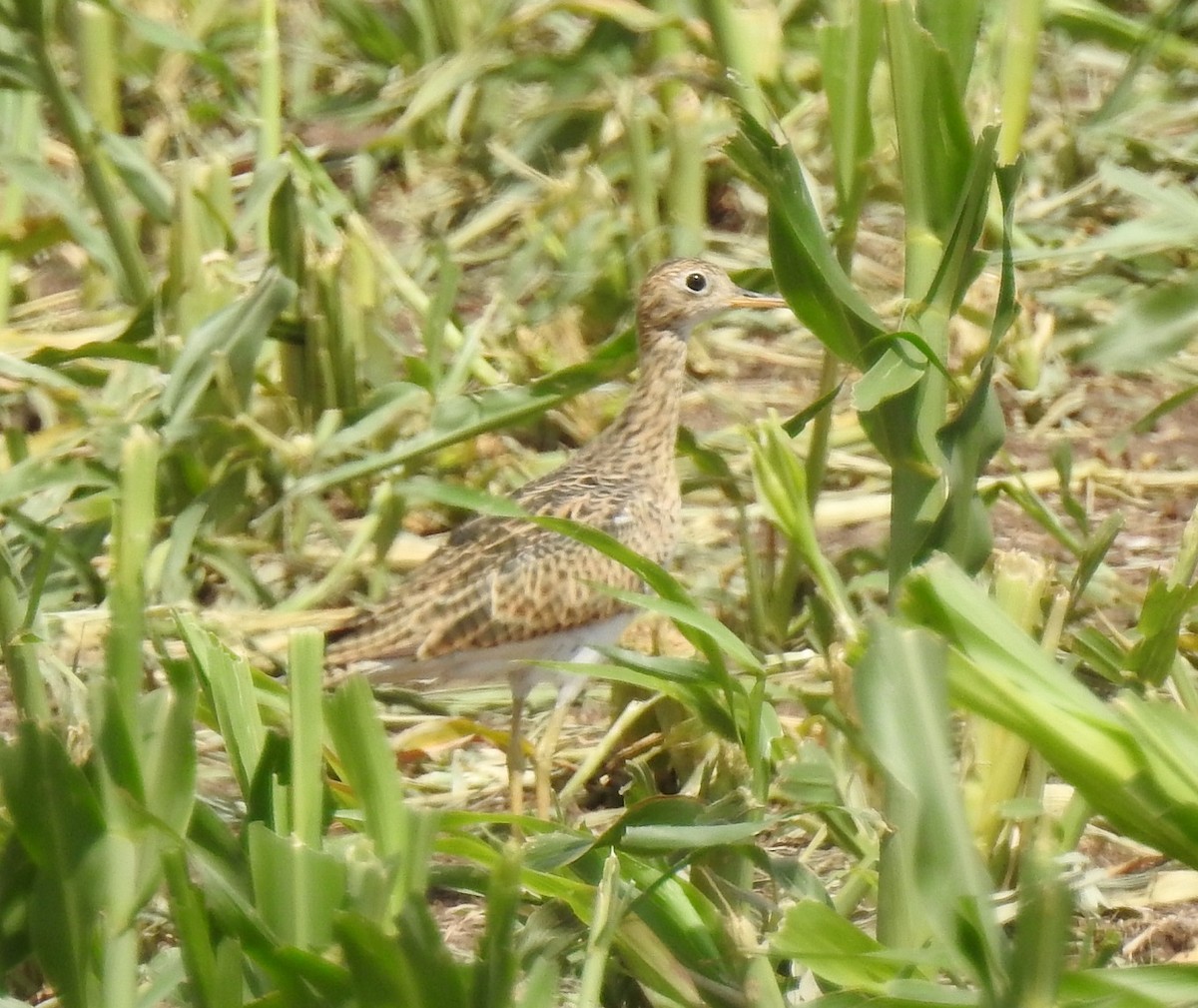 Upland Sandpiper - Luis Alejandro Duvieilh